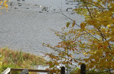 Notre deuxième automne commence bien.....