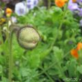 Coquelicot nouveau...