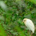 Héron garde-Boeufs/cattle egret/黃頭鷺 (bubulcus ibis)