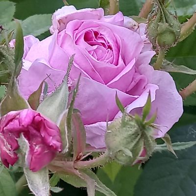 " Mignonne, allons voir si la rose....." 🌹