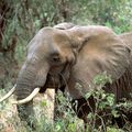 Elephant de savane d'Afrique