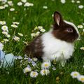 Le Lapin de Pâques 2025 de Dörte