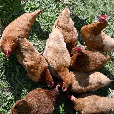 #15.1 Aspirations élevées, en liberté | Monique Luthereau