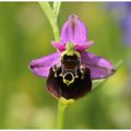 Orchidées de Saint Paul de Varces et autres