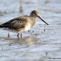 Barge hudsonienne (Limosa haemastica)