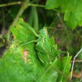 Jeune Tettigonia viridissima - Tettigoniidae