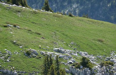 Bouquetins sur le vaste plateau de Sous-Dine