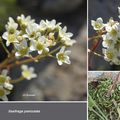 Saxifrage paniculée (Saxifragacées)