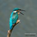 Martin-pêcheur d'Europe (Alcedo atthis - Common Kingfisher)