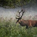 Un chasseur sachant chasser...