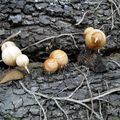 Animeaux en bois tournés