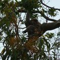 Koala au  camping - cap Otway