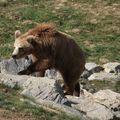 PORTUGAL - Le retour de l'Ours brun, une première depuis plus d'un siècle !