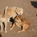 Rencontre entre deux bébés chiens