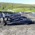 Massacre de dauphins et de baleines pilotes aux Iles Féroé : une pétition pour arrêter ça.