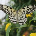 Butterfly Zoo