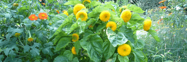 Hélianthus annuus ' Dwarf Sungold '(Teddy Bear')
