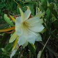 FLEUR DE CACTUS dans le jardin de ma mère (77) PHOTO DU 4 JUILLET 09