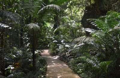 Gully et côte sud