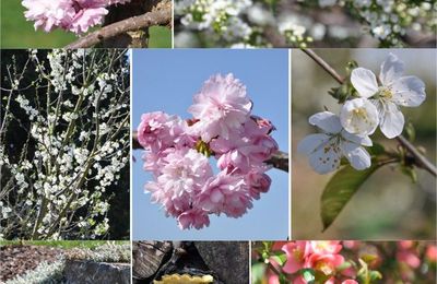 Le printemps a fait son entrée dans mon jardin...