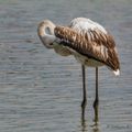 Jeune flamant rose