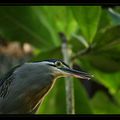 OIseaux divers du Papilorama