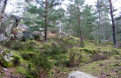 Forêt Domaniale des Trois-Pignons