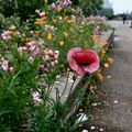 Coquelicot