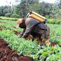 Cameroun : à Bamena, c’est la saison des semences pour les seigneurs de la terre (en images)