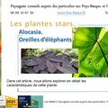 Alocasia. Oreille d'éléphants par paysagiste Pays Basque et paysagiste Landes.