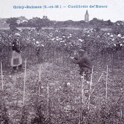 Cartes Postales Anciennes : les roses de Grisy-Suisnes