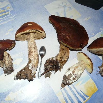 A la chasse aux champignons 