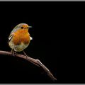 Rouge gorge et verdier.