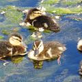 Canard Colvert - Canetons