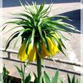 La fleur palmier