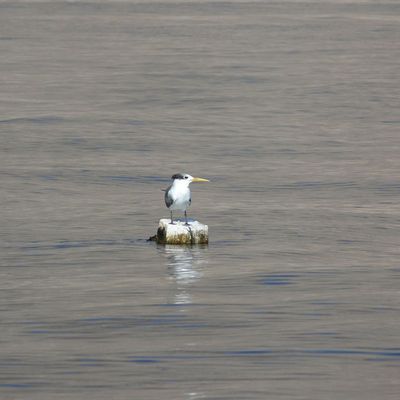 Les oiseaux de Musandam