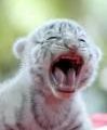 le baby tigre je l'adore il et tros mignon 