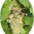 Cépages - Grape variety