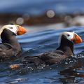 Tufted Puffins - Canada