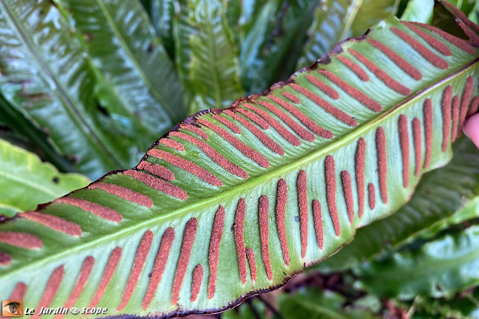 Asplenium scolopendrium Angustifolia