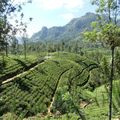 Voyage au Sri Lanka - visite de Nuwara Eliya "la petite Angleterre"