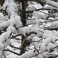 La neige a du bon pour les plantes