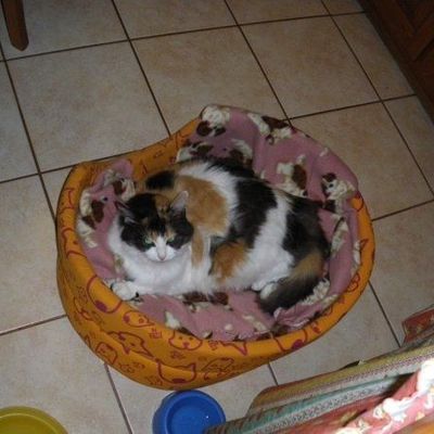 pepsie, schweppes et les autres