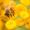 Vendredi 15 février : Formation sur l'apiculture