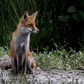 CANIDES - RENARD Roux - Vulpes Vulpes 