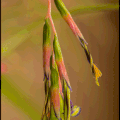 Bilbergia Nutans