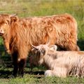 Paysages, Arlequine et animaux divers