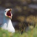 Les oiseaux