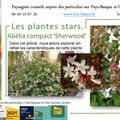 Abélia compact Sherwood par paysagiste Pays Basque et Paysagiste Landes.