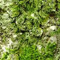 Lichens